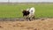 Texas Longhorn beef cattle cow bull eating hay in a pasture on a cloudy day