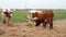 Texas Longhorn beef cattle cow bull eating hay in a pasture on a cloudy day with green grass in background