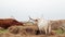 Texas Longhorn beef cattle cow bull eating at a hay rack on a cloudy day