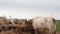 Texas Longhorn beef cattle cow bull with long horns eating at a hay rack on a cloudy day