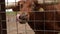 Texas Longhorn beef cattle cow licking her nostrils with her tongue.