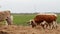 Texas Longhorn beef cattle cow with one deformed and broken horn eats hay in the pasture with other livestock in the herd on a