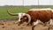 Texas Longhorn beef cattle cow with one deformed and broken horn walks away from the herd in a pasture on a cloudy day