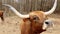 Texas Longhorn beef cattle cow in the pasture, putting nose up in air