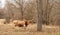 Texas Longhorn beef cattle cow standing broadside in pasture