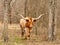 Texas Longhorn beef cattle cow standing between trees in pasture