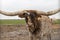 Texas Longhorn beef cattle cow stares at camera