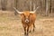 Texas Longhorn beef cattle cow staring at camera