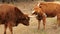 Texas Longhorn beef cows in pasture with heads and horns together.