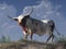 Texas Longhorn Bull