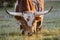 Texas longhorn bull, Driftwood Texas