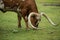 Texas longhorn bull grazing in pasture