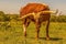 Texas Longhorn Bull poses in Texas ranch pasture