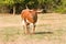 Texas Longhorn Bull Ready To Charge.