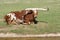 Texas Longhorn Bull Resting