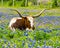 Texas longhorn bull resting in field of spring bluebonnets