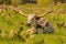 Texas Longhorn Bull rests in pasture during springtime