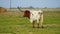Texas Longhorn Bull Steer Grazing Looking Ranch Animal Livestock