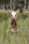 Texas longhorn calf portrait