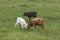 Texas Longhorn Calves