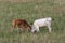 Texas Longhorn Calves