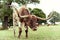 Texas Longhorn cattle grazing on pasture