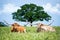 Texas longhorn cattle lying down in the summer pasture