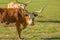 Texas Longhorn Cattle in the Pasture
