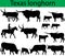 Texas longhorn cattle silhouettes