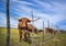 Texas longhorn cattle on spring pasture