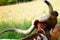 Texas Longhorn Cow