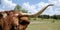 Texas longhorn cow close up banner