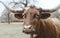 Texas longhorn cow face closeup from winter field