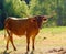 Texas Longhorn cow in farm pasture