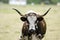 Texas Longhorn cow grazing