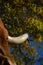Texas longhorn cow horn with fall tree color background