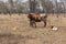 Texas longhorn cow with newborn calf.