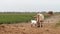 Texas Longhorn cow in the pasture, encourages her newborn baby calf to eat.