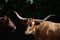 Texas longhorn cow with Santa Gertrudis friend