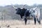 Texas Longhorn cow in Texas