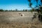 Texas Longhorn cows on the pasture in Texas