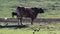Texas Longhorn grazing