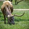 Texas Longhorn grazing in green grass