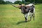 Texas longhorn grazing on pasture