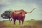 Texas longhorn grazing on spring pasture