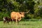 Texas Longhorn with Newborn Calf