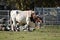 Texas longhorn in pasture