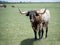 Texas longhorn red and white bull steer cow with long horns in green pasture