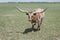 Texas longhorn red and white bull steer cow with long horns in green pasture