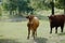 Texas longhorn with Santa Gertrudis cows